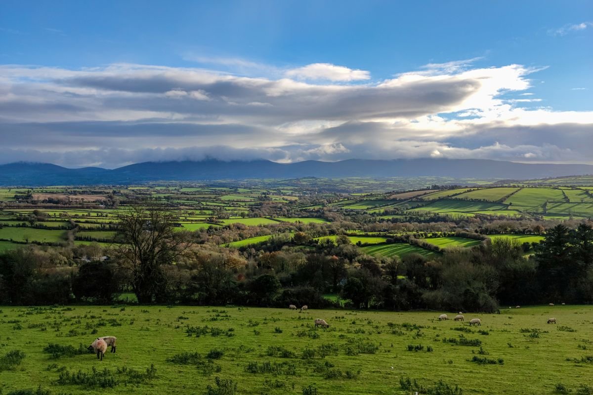 Patchwork green fields with grazing sheep in the Irish countryside