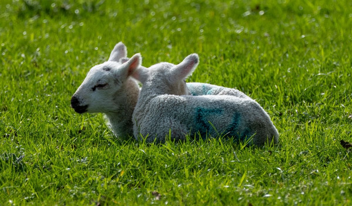 Two newborn lambs resting in bright green grass in April Ireland