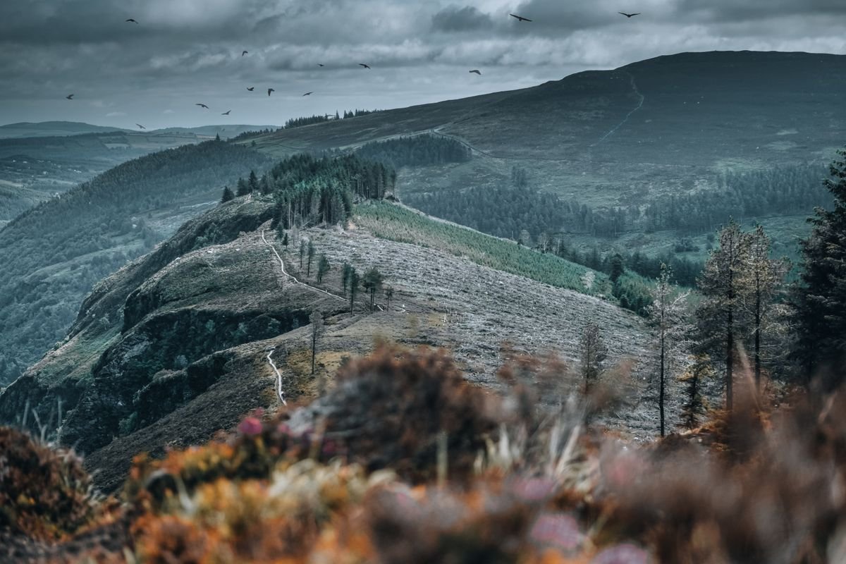 Wicklow Mountains National Park hills, forest and walking trail