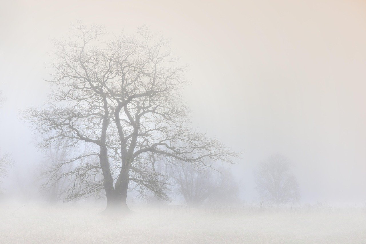 A lone bare tree in frosty winter fog over an Irish field