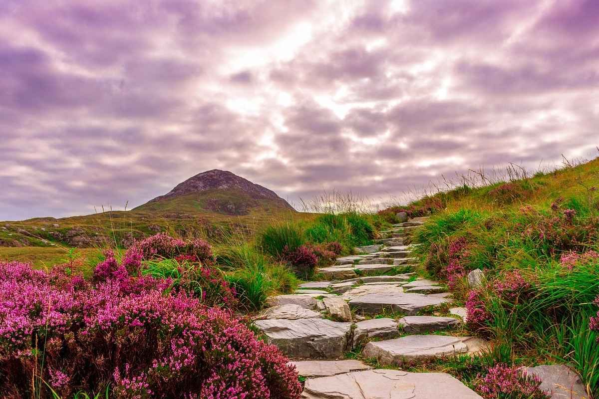 Stone path through heather in Connemara Ireland