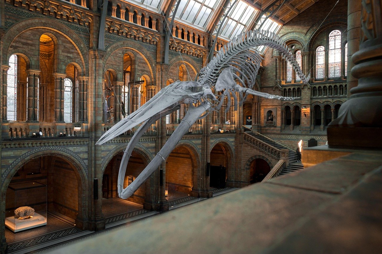A Victorian natural history museum hall with a suspended whale skeleton