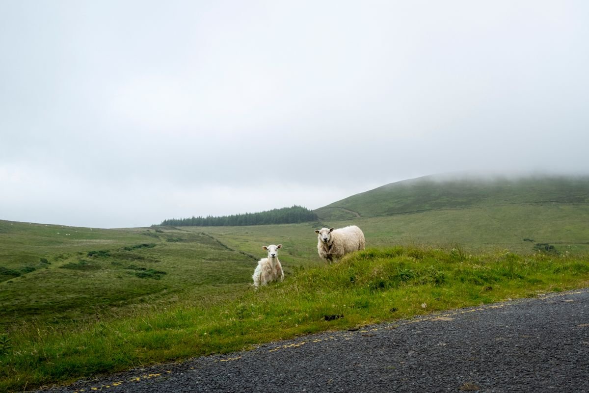 Sheep beside a rural road on the Dingle Peninsula