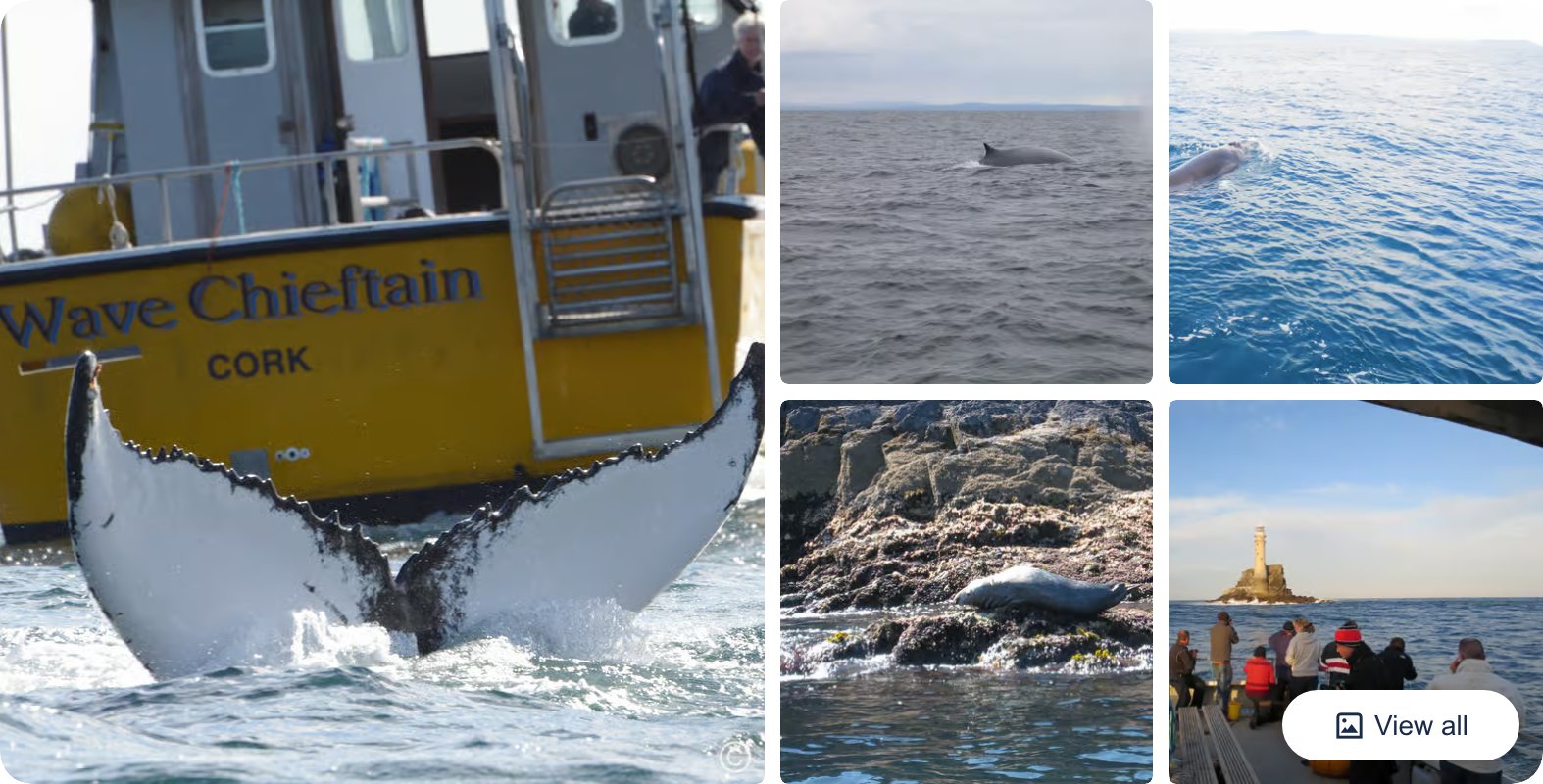 County Cork: Whale & Dolphin Watching Boat Trip