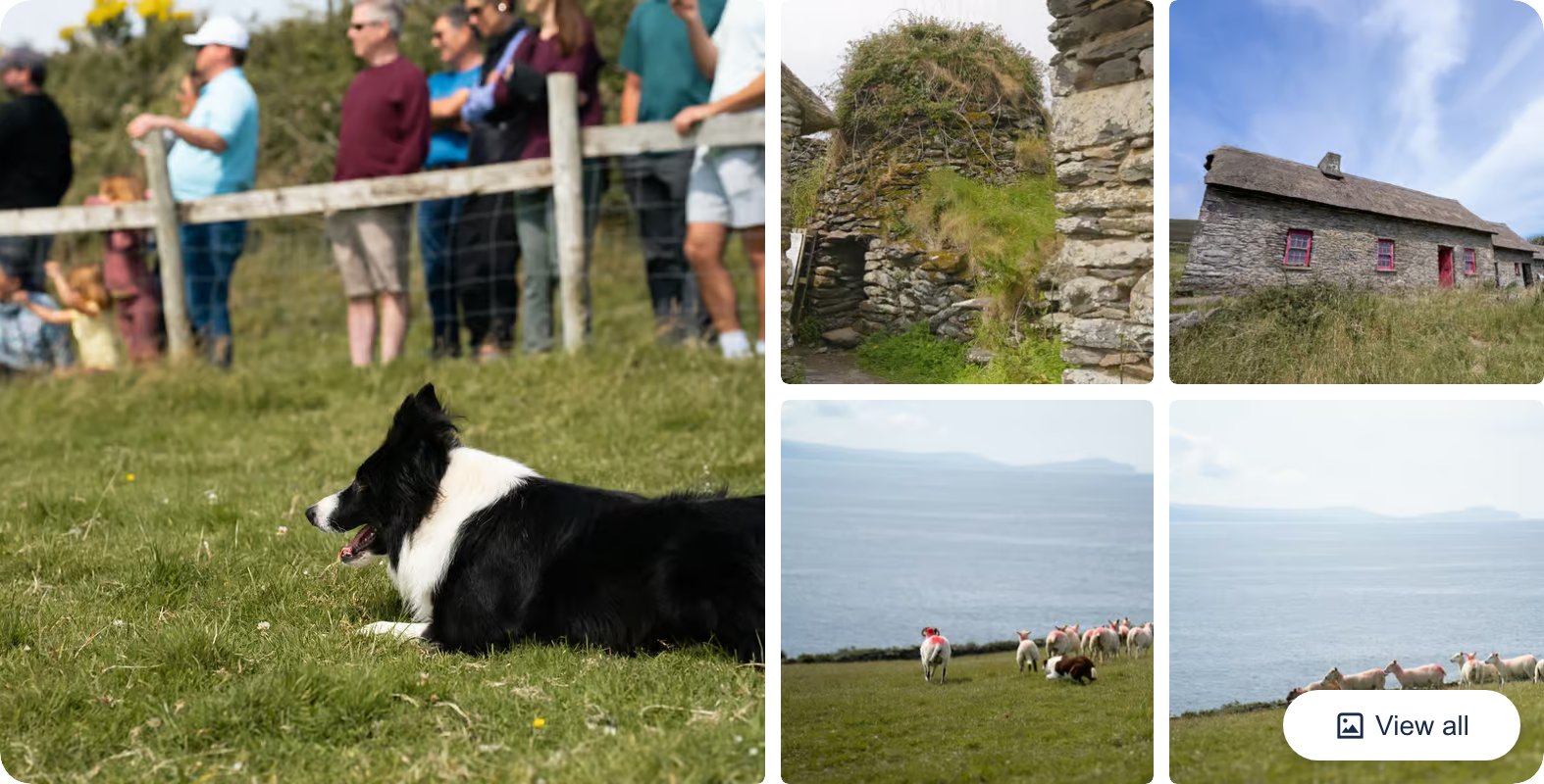Dingle Sheepdog Show, Beehive Huts and Petting Farm Tour