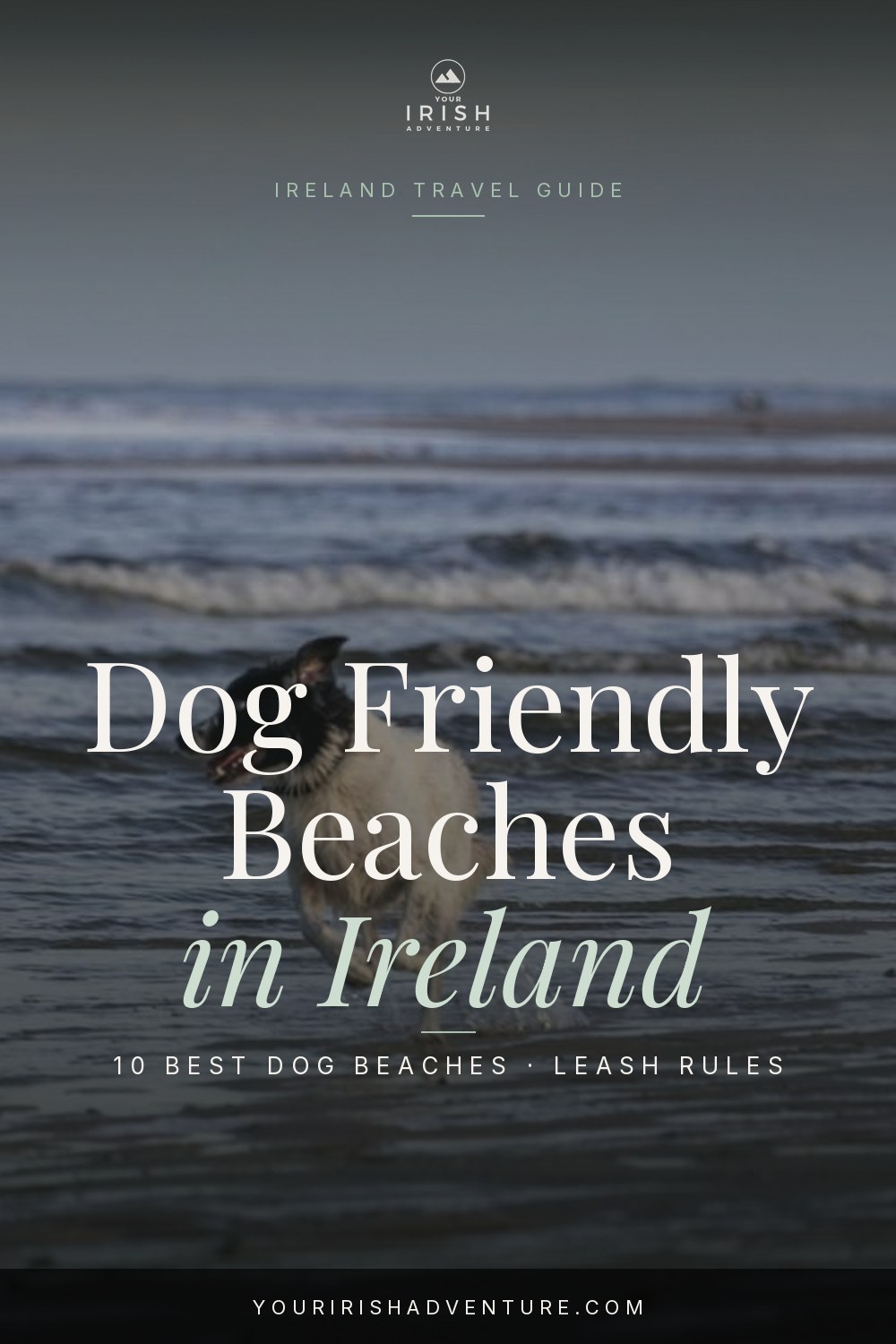 Golden retriever running on a wide sandy Irish beach with waves and green headland behind
