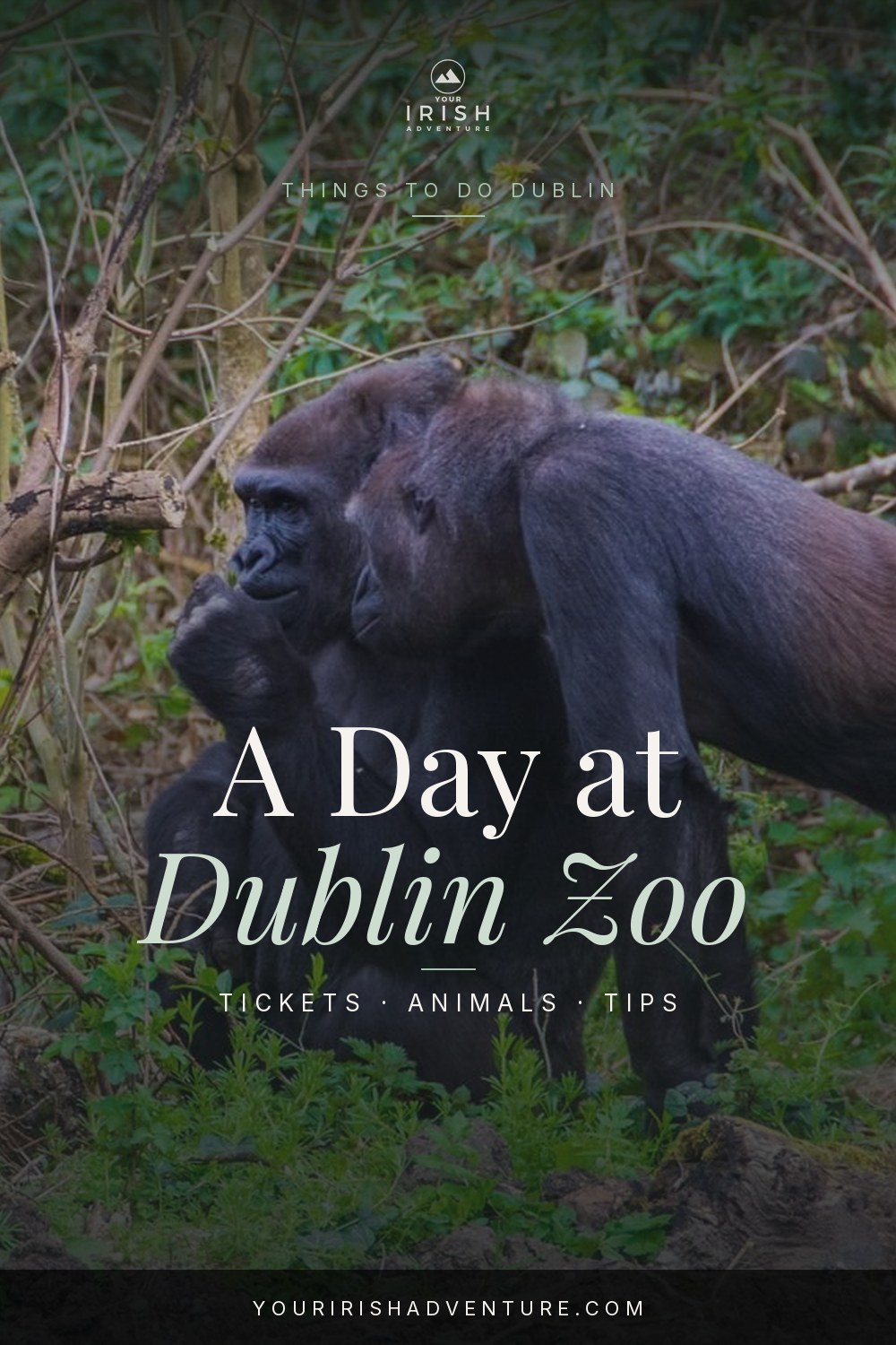 Elephants and big cats at Dublin Zoo in Phoenix Park Dublin Ireland