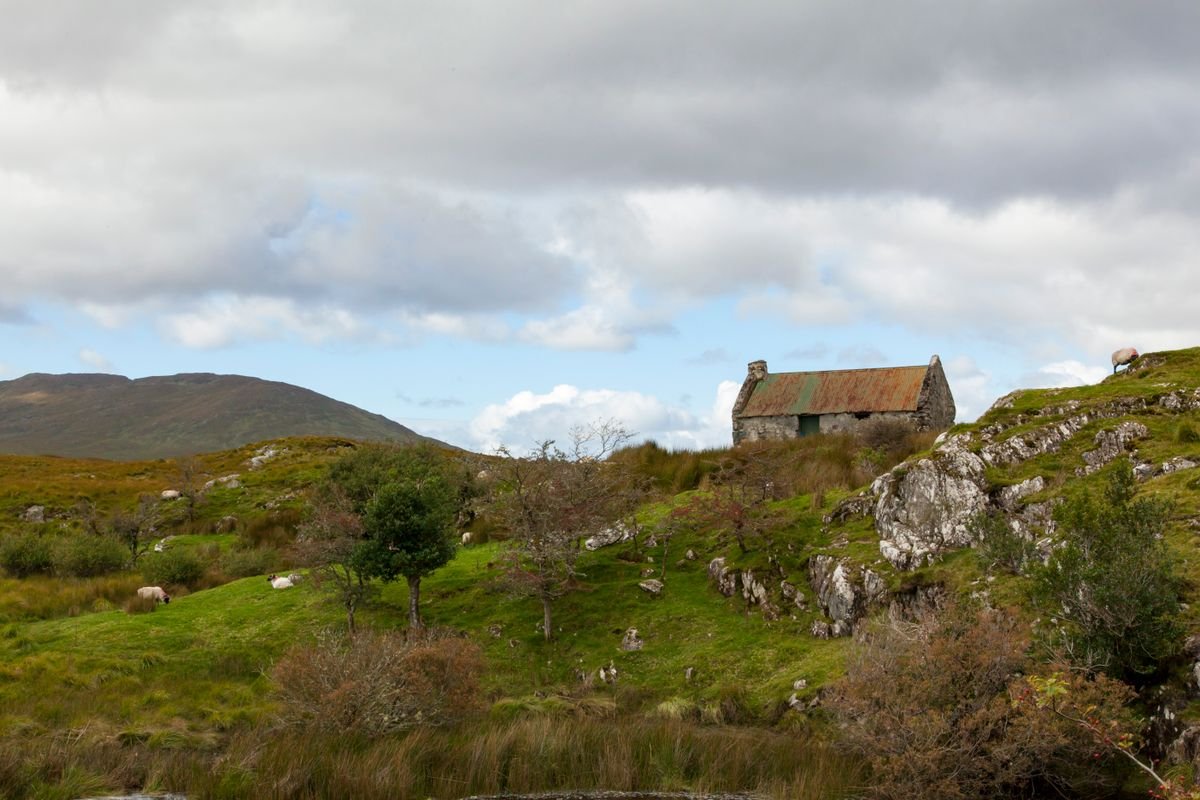 Traditional Irish hill farmhouse with sheep in green countryside