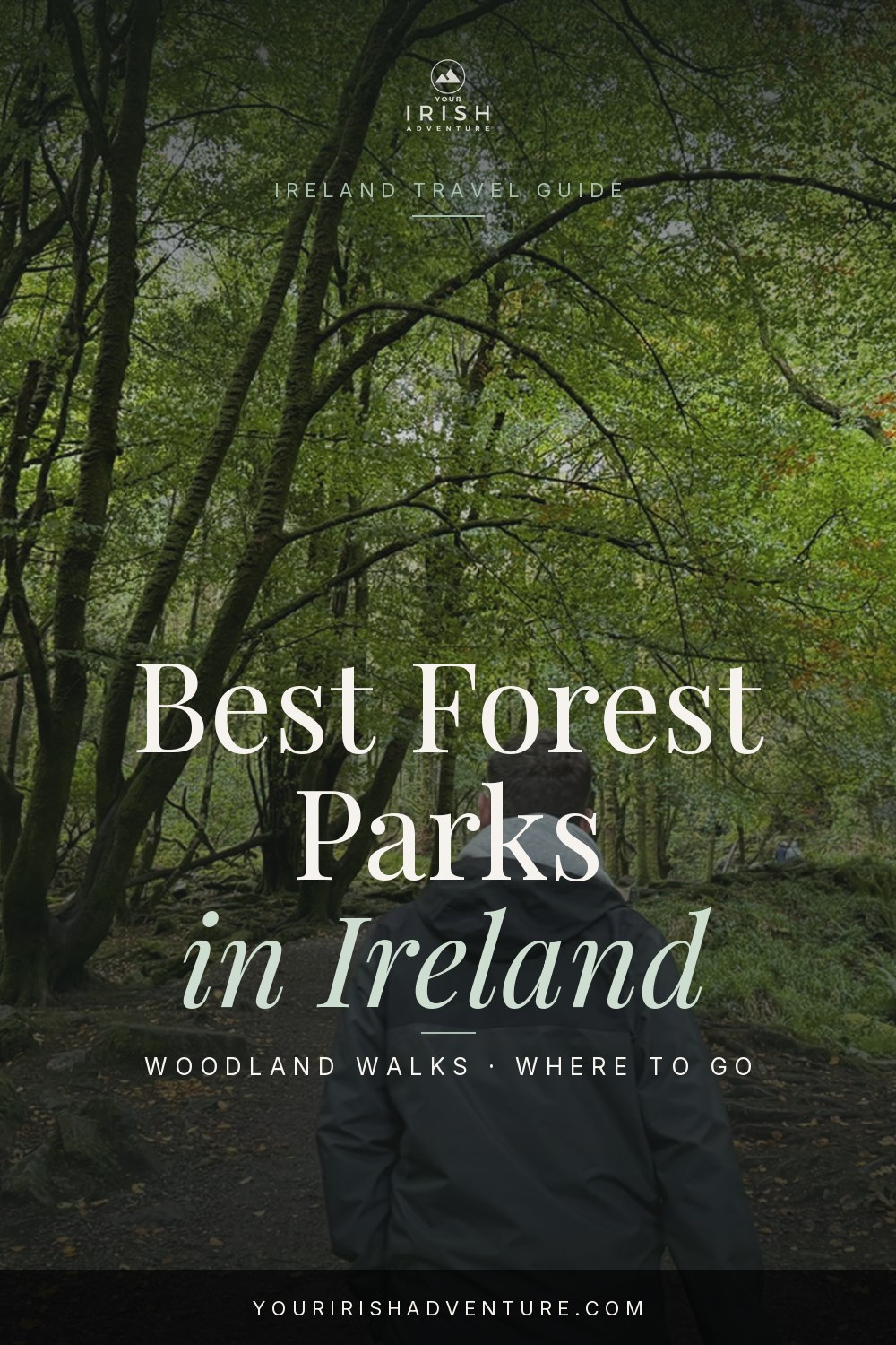 Forest trail winding through tall trees in an Irish woodland park