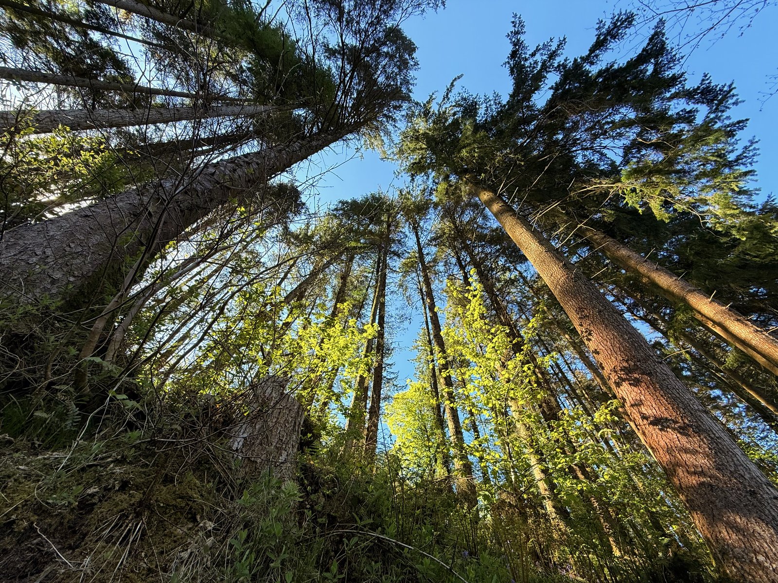 Tall conifers in Glenariff Forest Park in Antrim