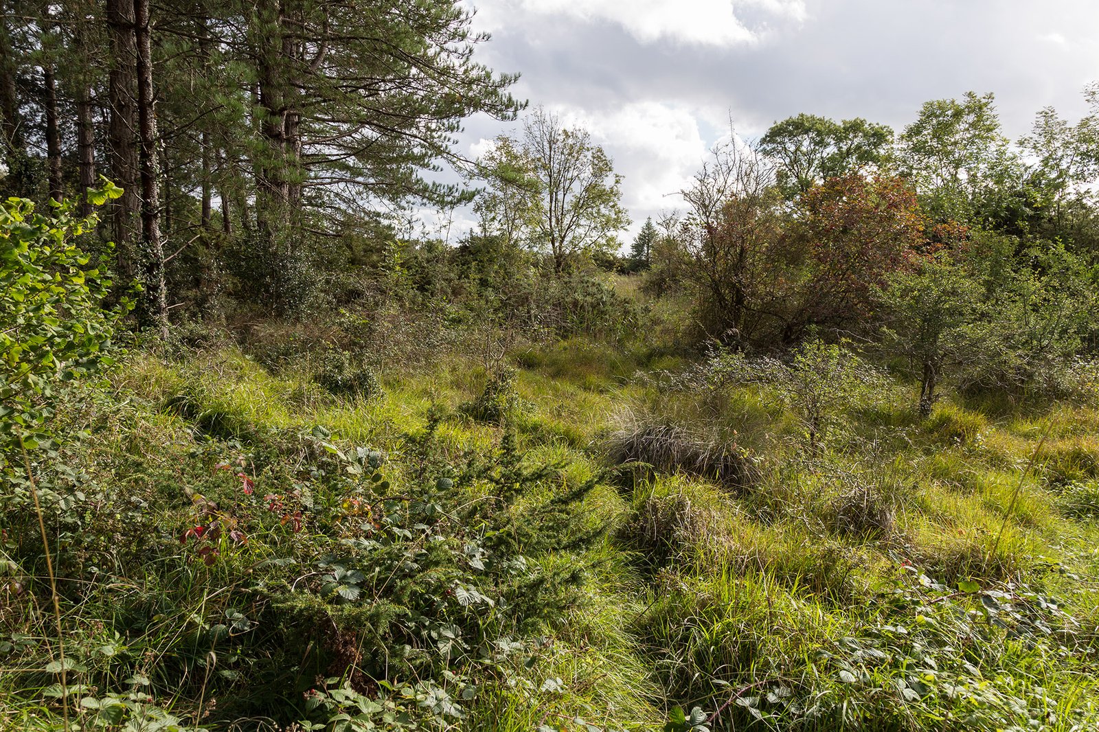 Open flat woodland at Portumna Forest Park