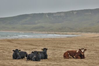 Cattle resting on the sand at White Park Bay on the Causeway Coast