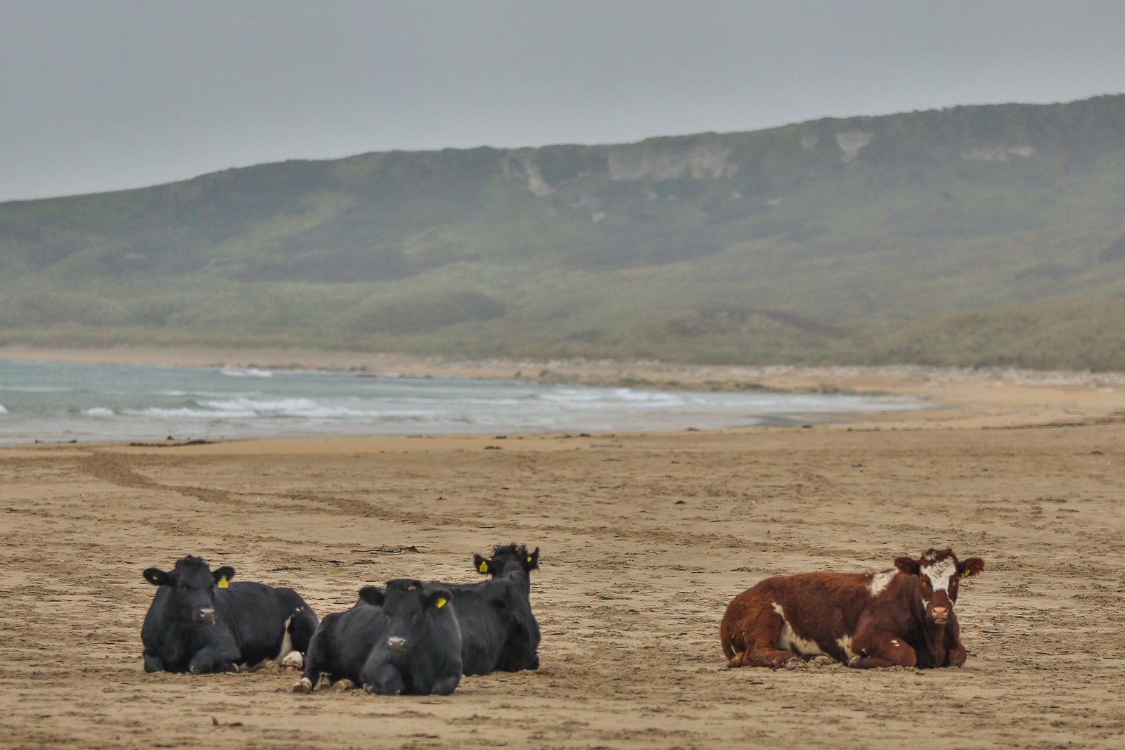 Cattle resting on the sand at White Park Bay on the Causeway Coast