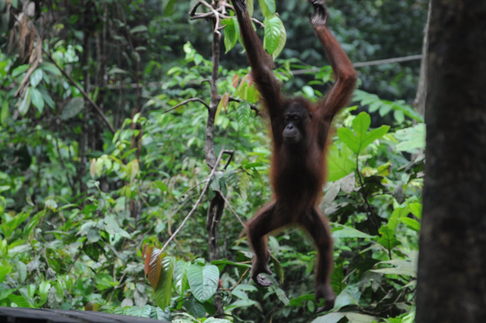 An orangutan hanging from a branch in a green forest habitat