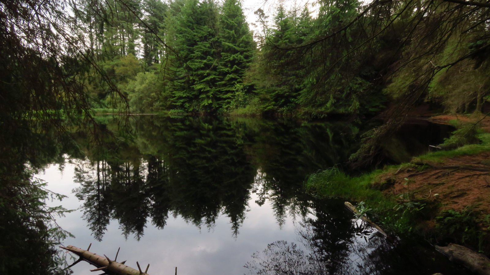 The Mountain Lake reflecting conifers at Castlewellan Forest Park