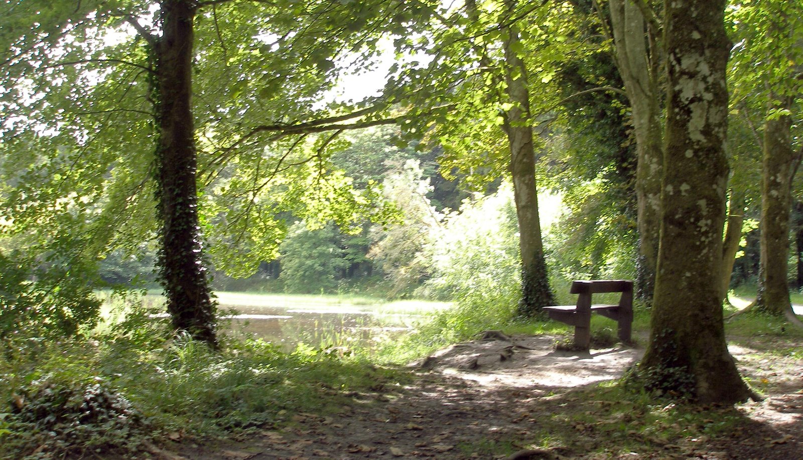 Woodland and bench by the lake at Donadea Forest Park