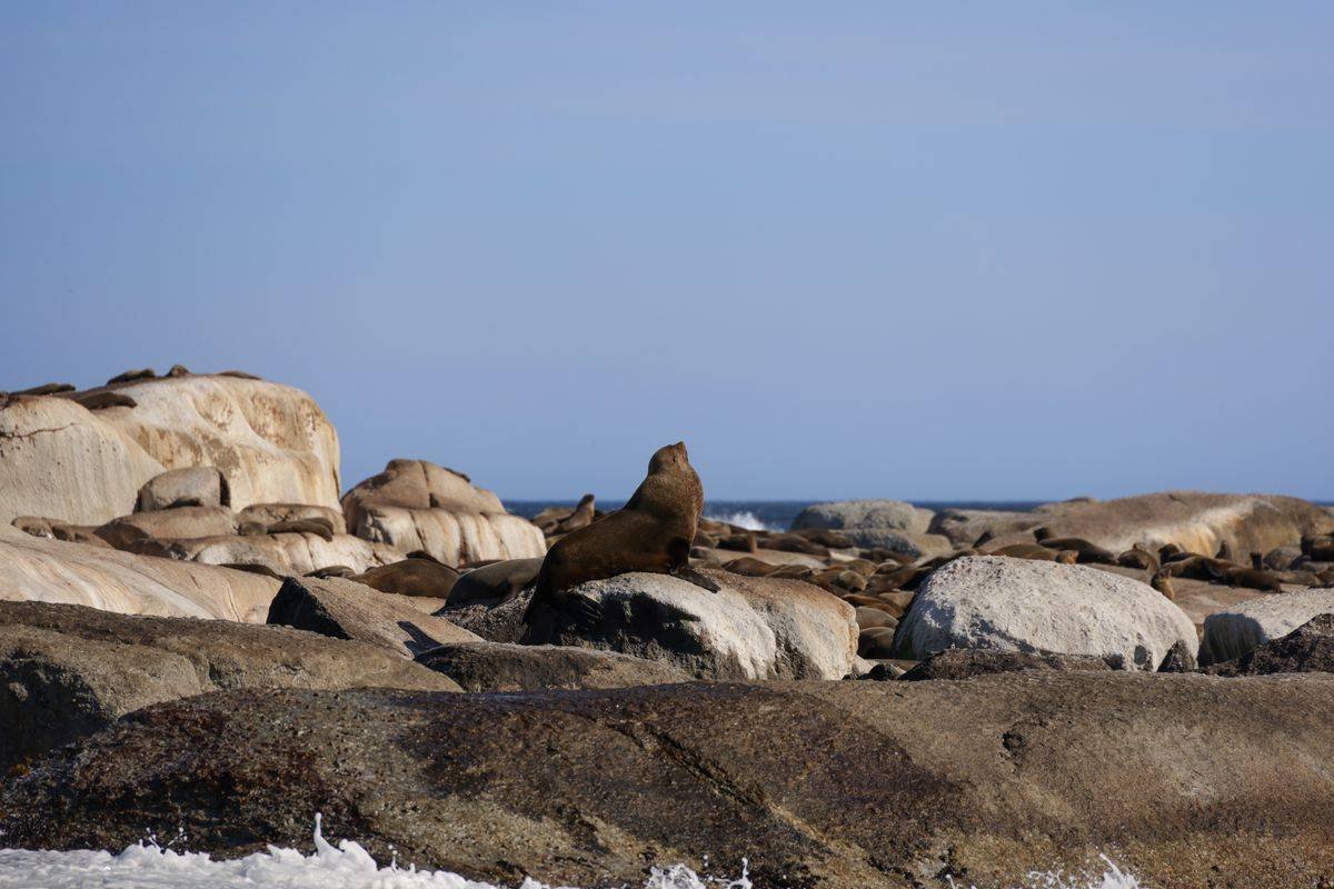 A seal resting on rocks along a rugged coastline with the sea behind