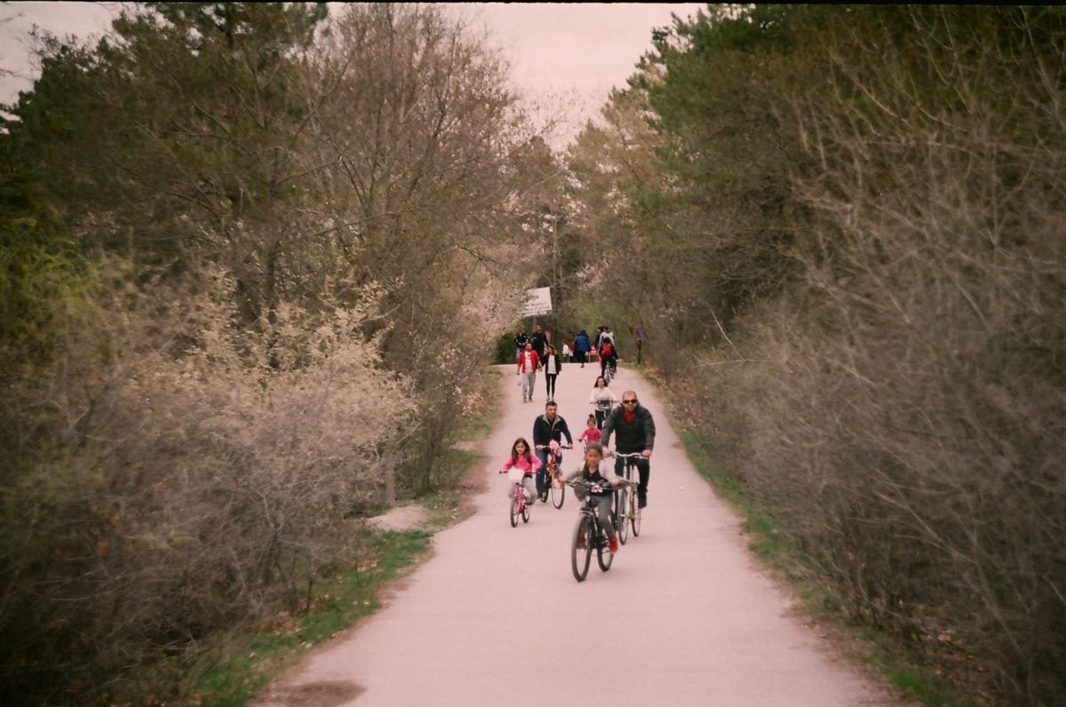 Family and kids cycling together along a tree-lined path