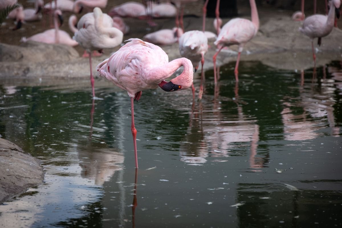 Flamingos standing on a lake at Dublin Zoo