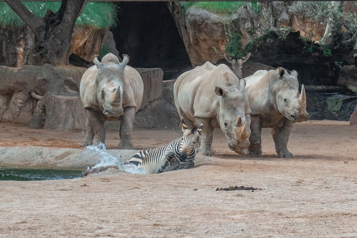 Rhinos and a zebra at a zoo waterhole