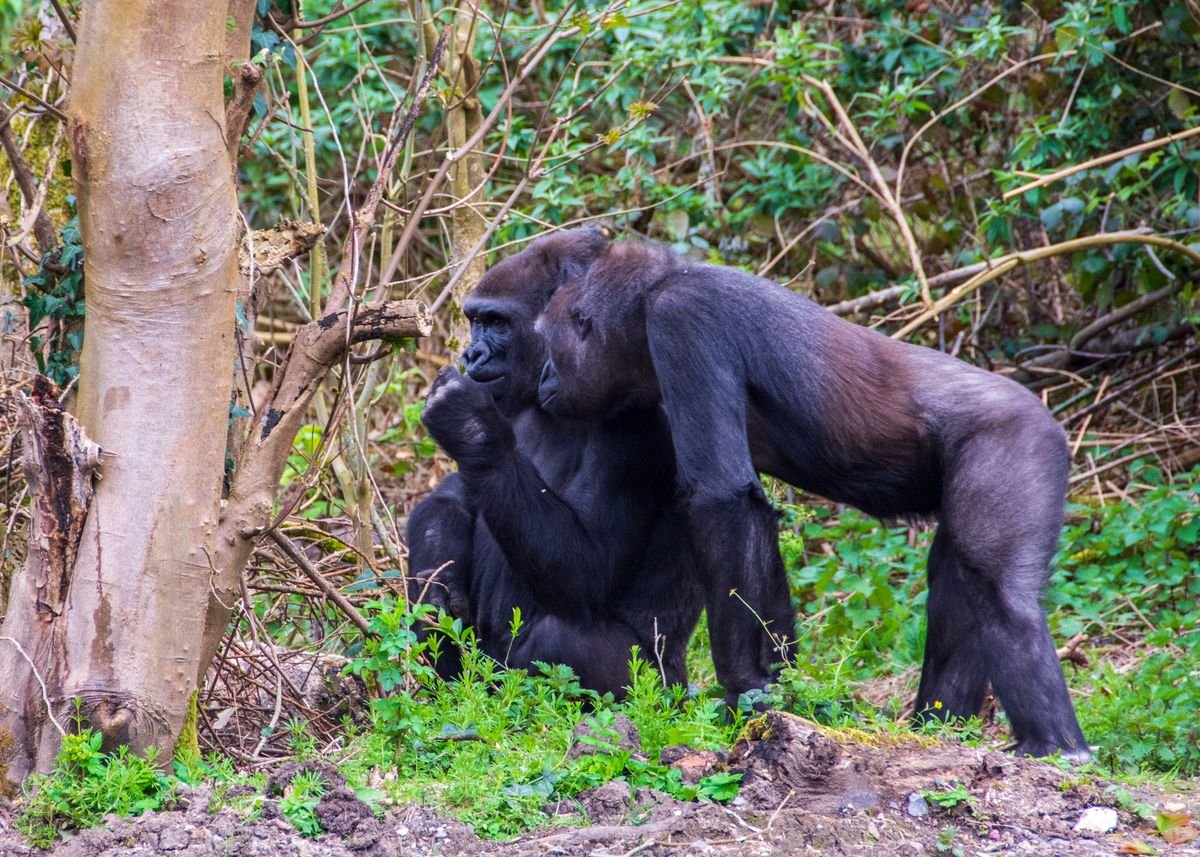 Two gorillas in a forested habitat