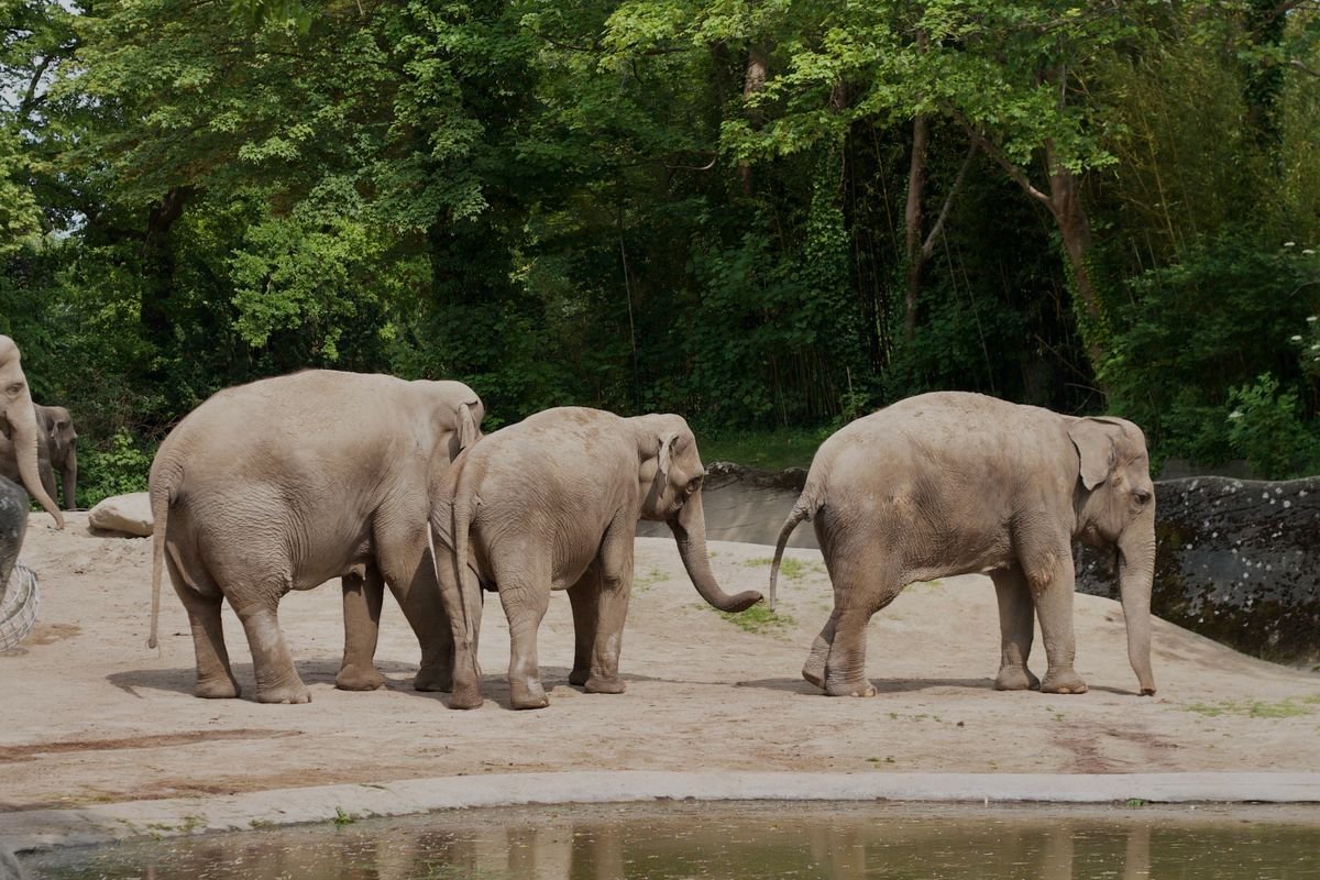 Asian elephants walking in a zoo habitat