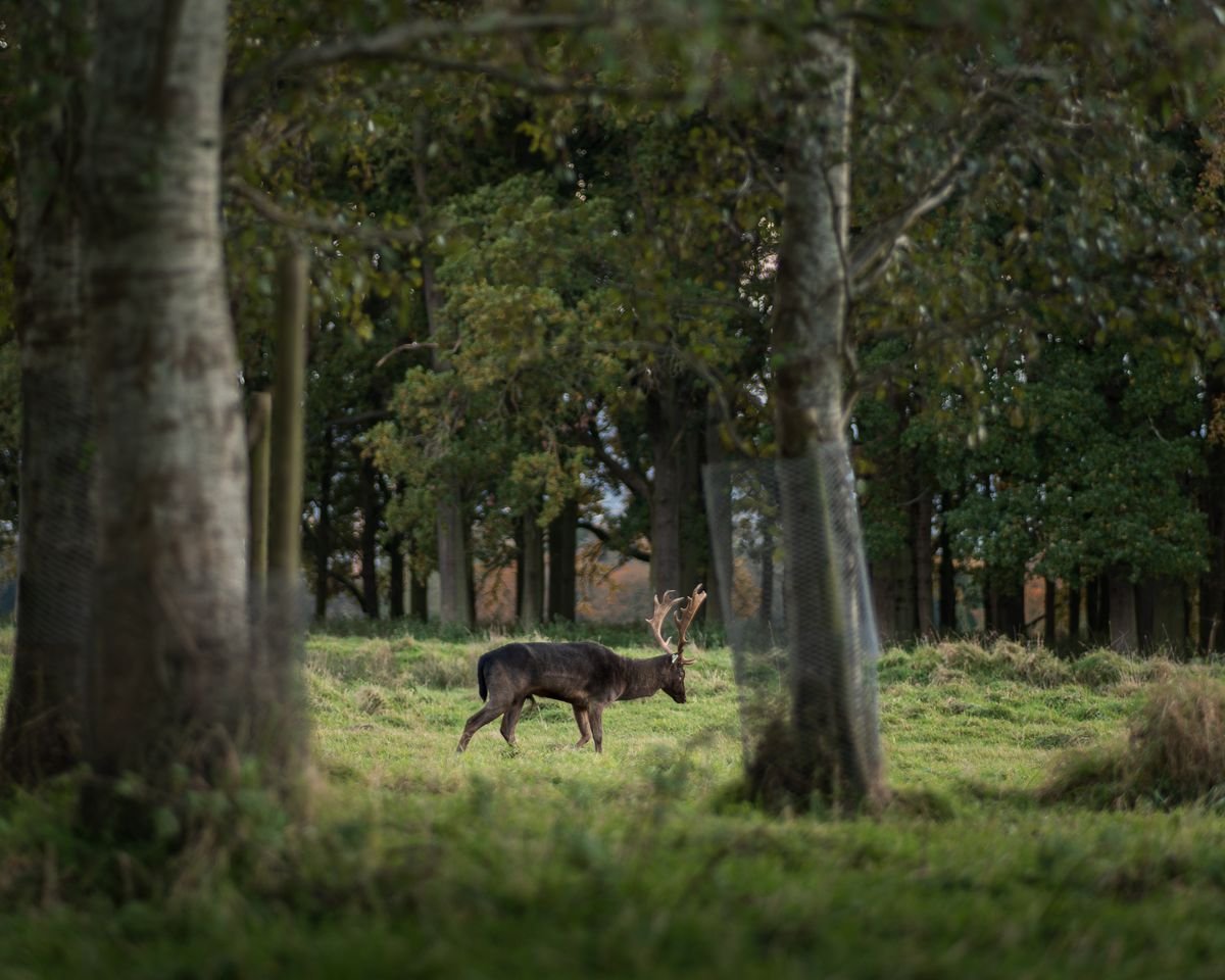 A deer walking through autumn woodland