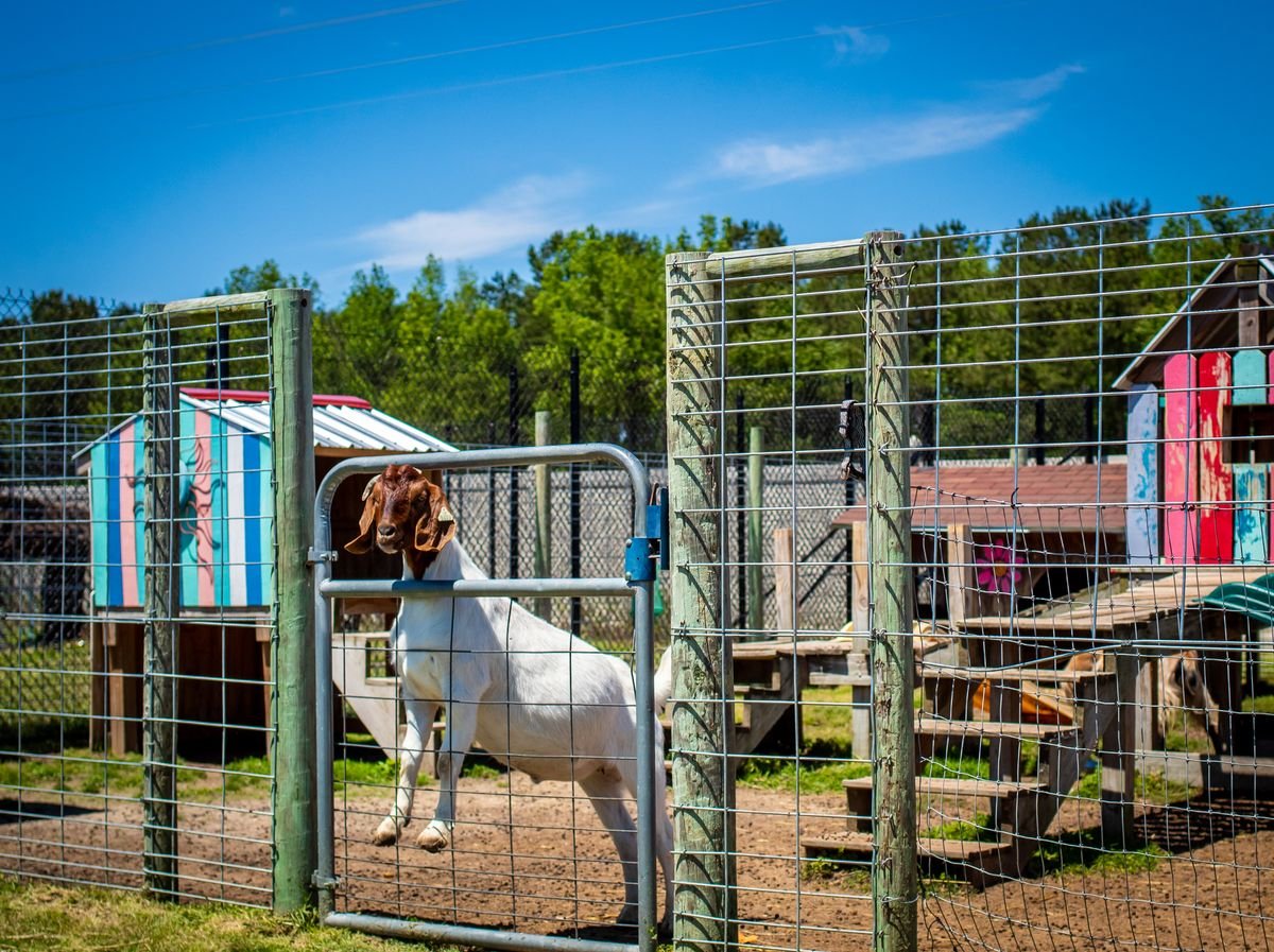A goat standing at the gate of a colourful petting farm