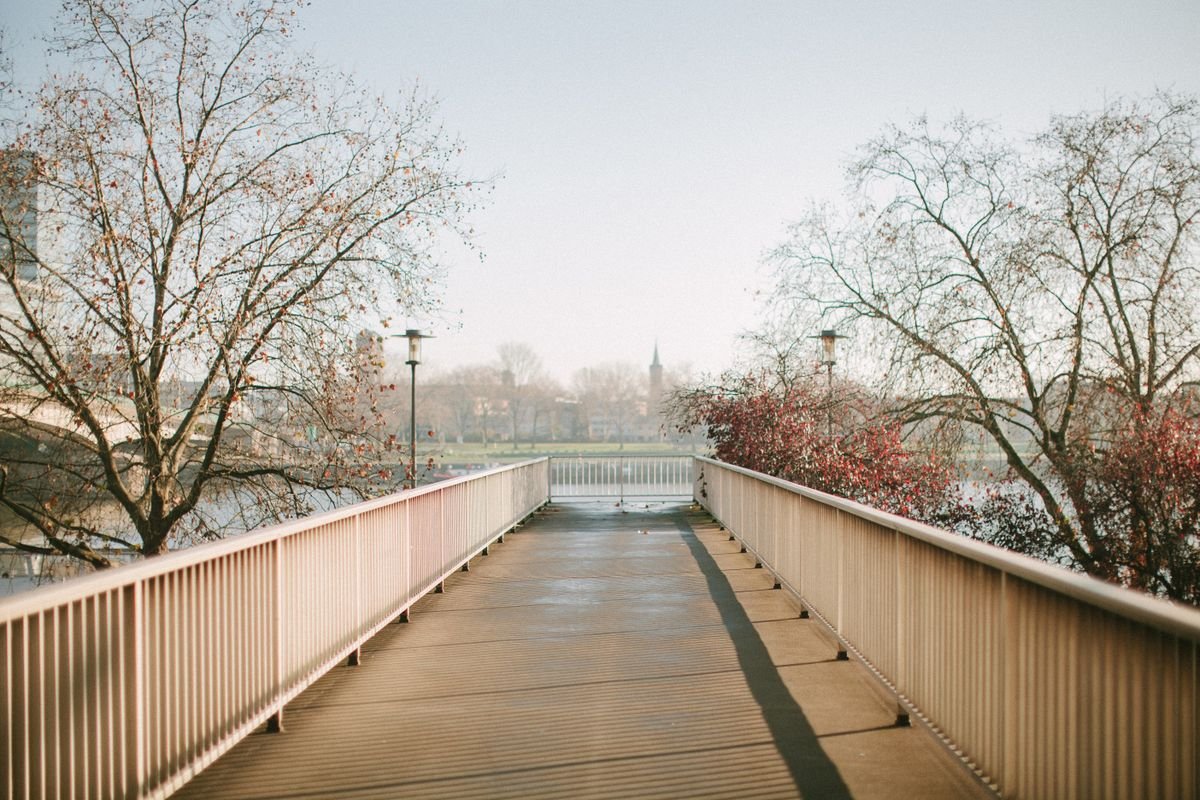 An empty walkway lined with trees in soft early light