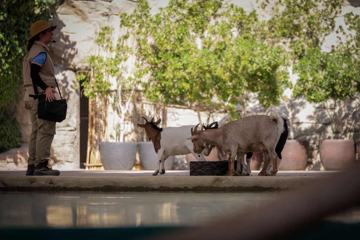 A uniformed zoo keeper standing beside goats at a habitat