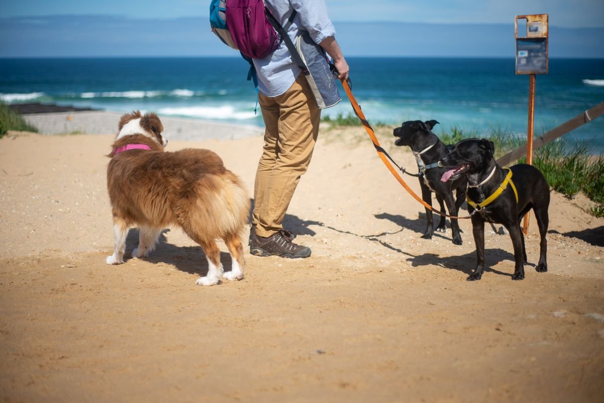 Dogs on leads on a coastal path by the sea