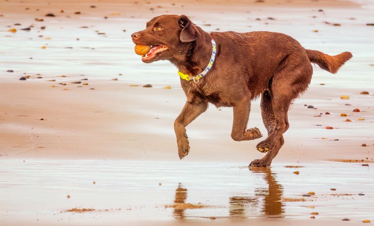 A Labrador running with a ball on the wet sand