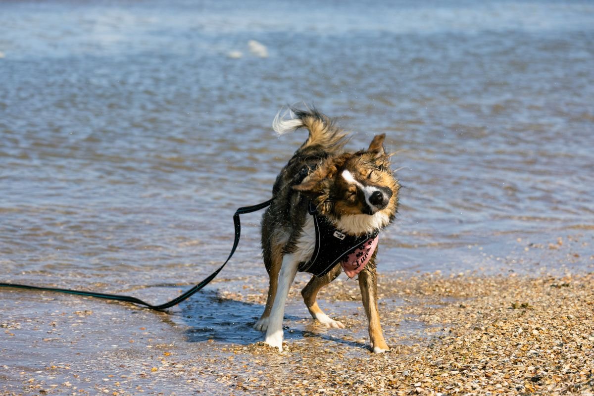 A wet dog shaking off water at the beach