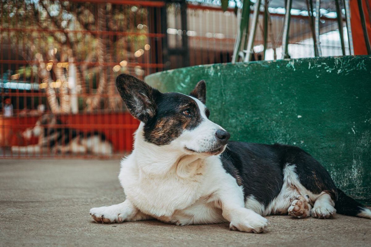 A relaxed dog lying on a patio outside a venue