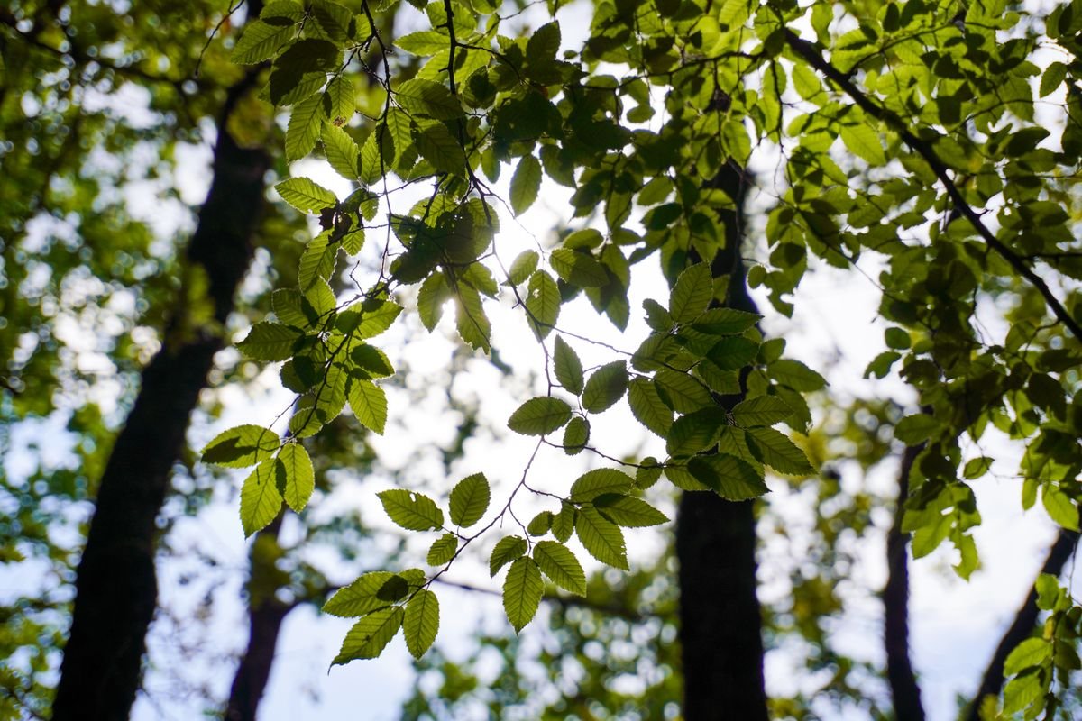 Backlit leaves in the forest canopy at Avondale