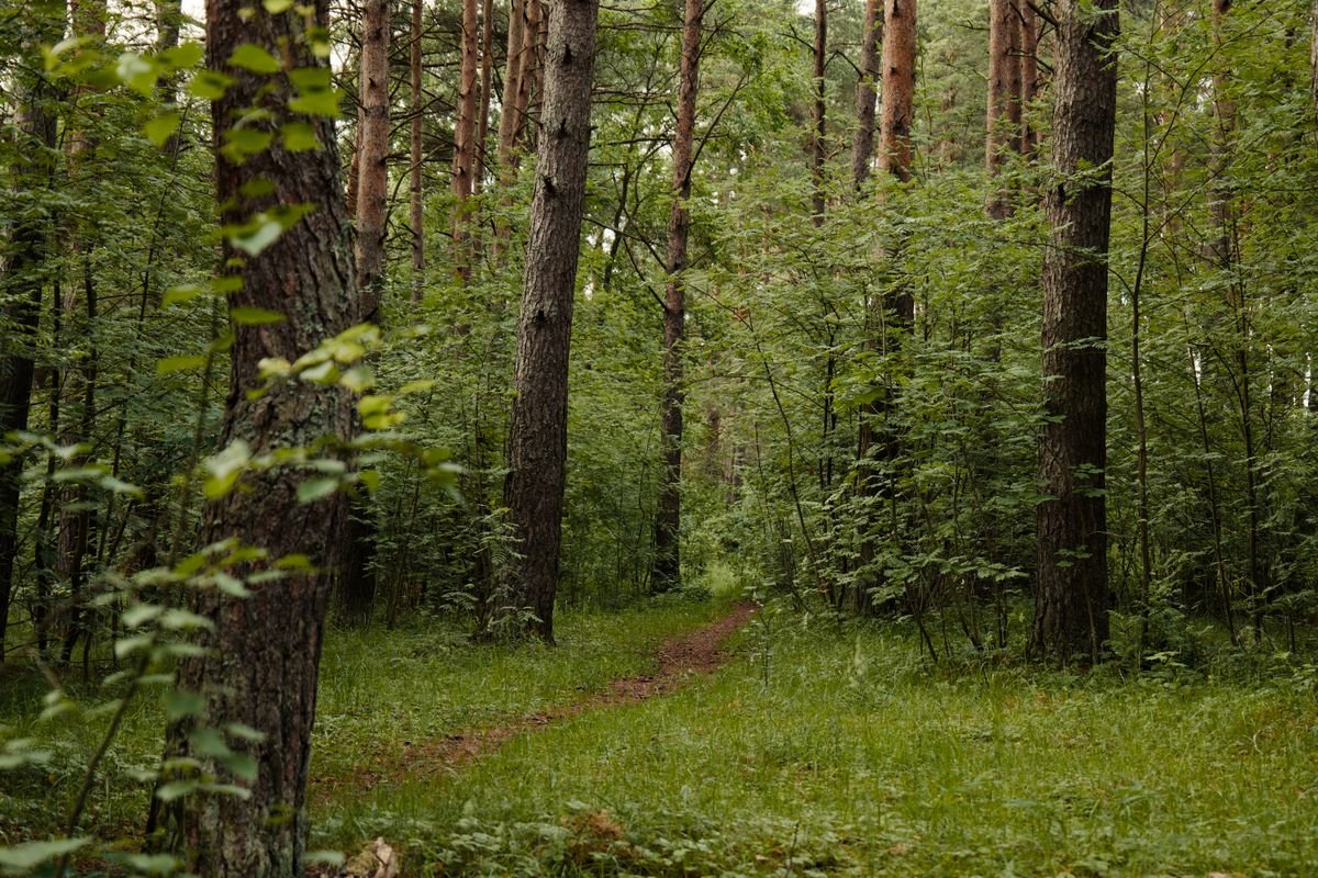 A footpath winding through green forest