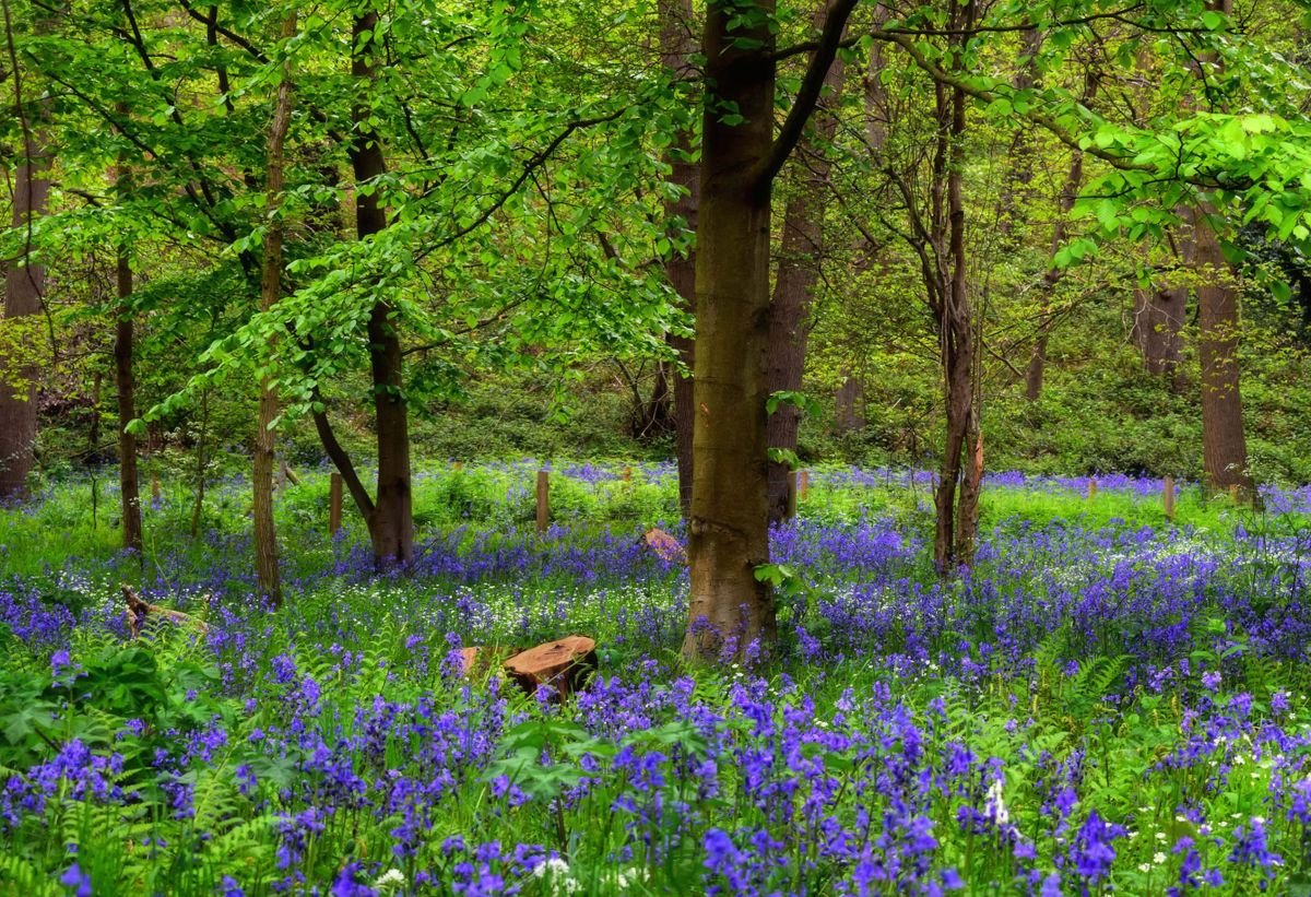 Bluebells carpeting a woodland floor