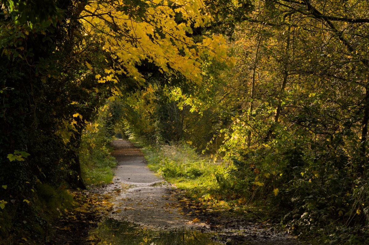 An autumn path through golden trees