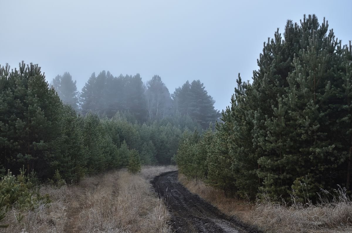 A misty morning on a quiet forest path