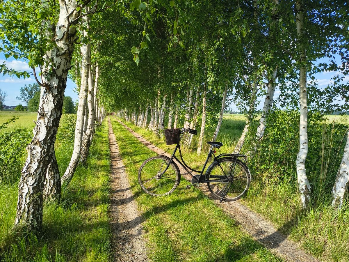 A bicycle parked on a quiet tree-lined green track