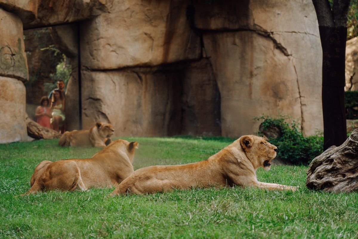 Lionesses resting on grass while visitors watch from behind glass