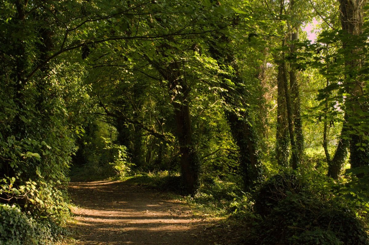 A green woodland footpath curving through a forest park in Northern Ireland