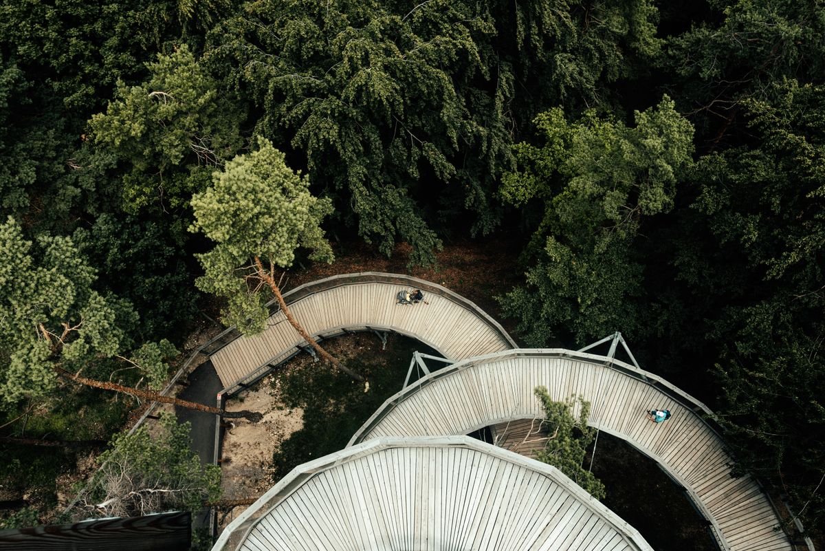 Spiral timber treetop walkway through a forest