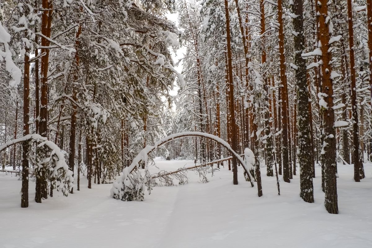 A snow-covered pine forest in winter