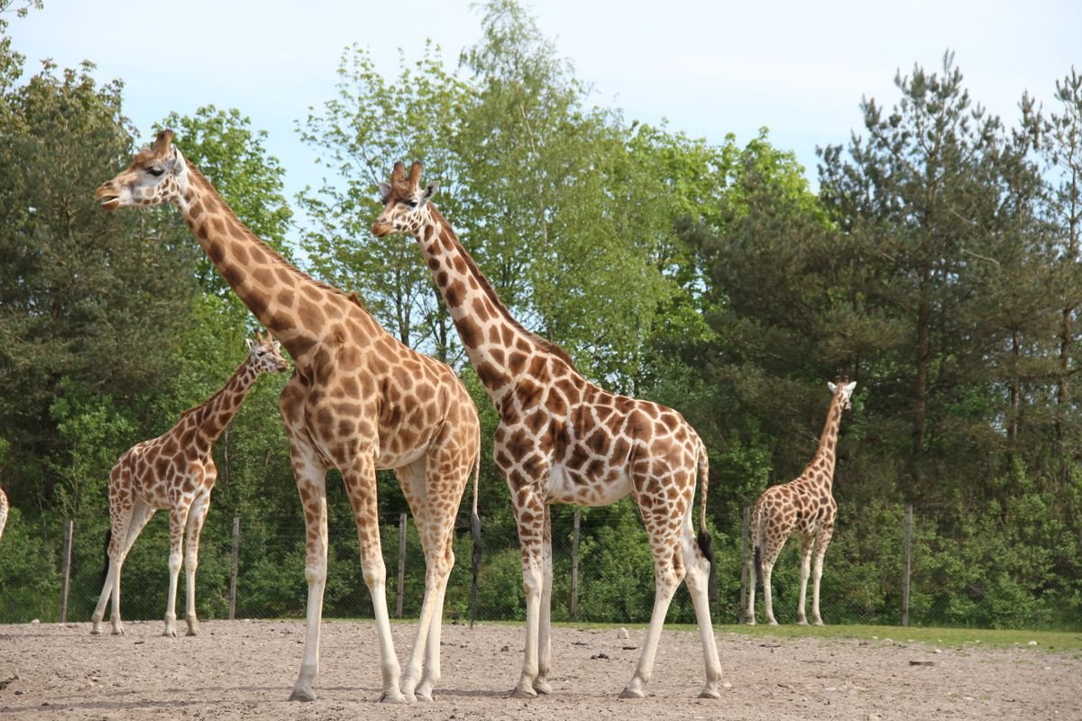 Giraffes standing on open grassland at a zoo