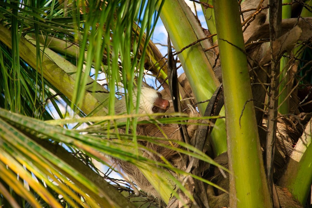 A sloth resting among green palm foliage