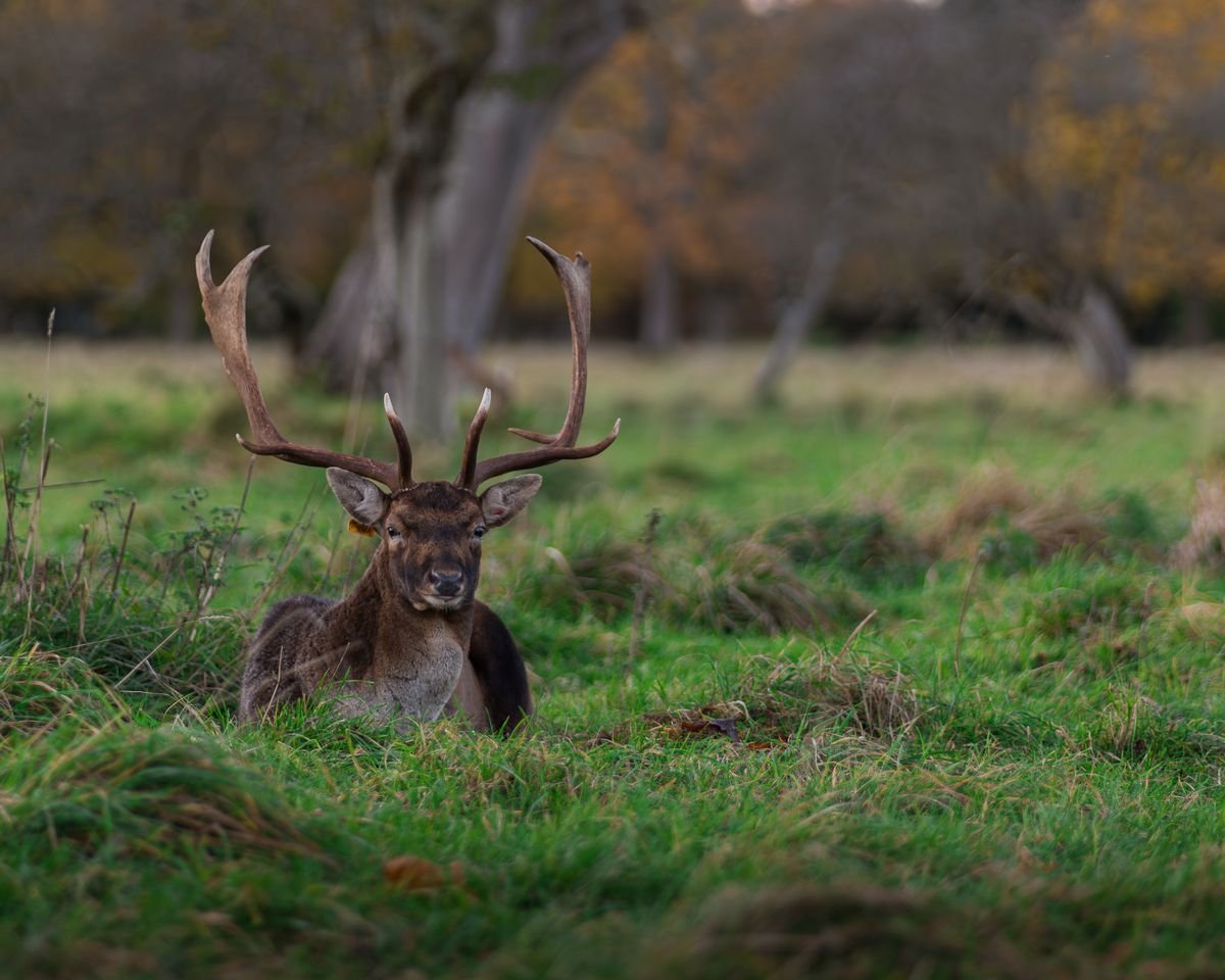Fallow deer stag resting in grass in Phoenix Park Dublin