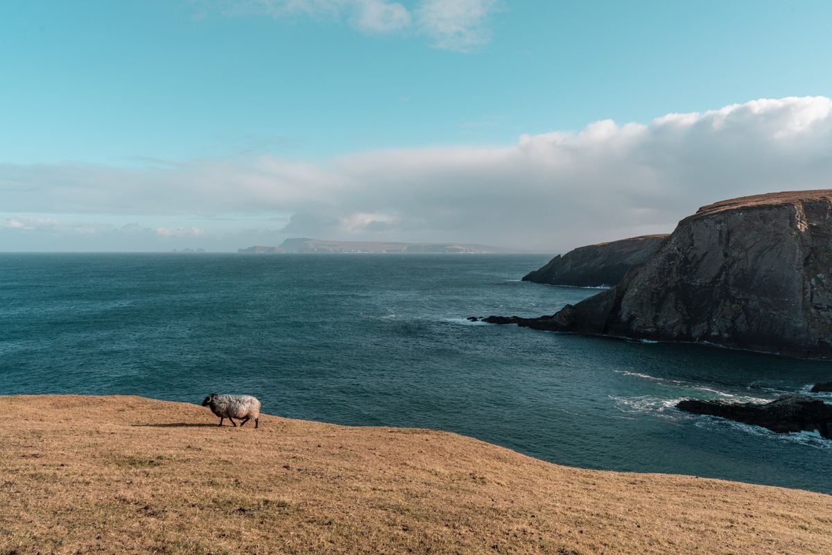 A sheep on a grassy clifftop above the Atlantic on the Irish coast