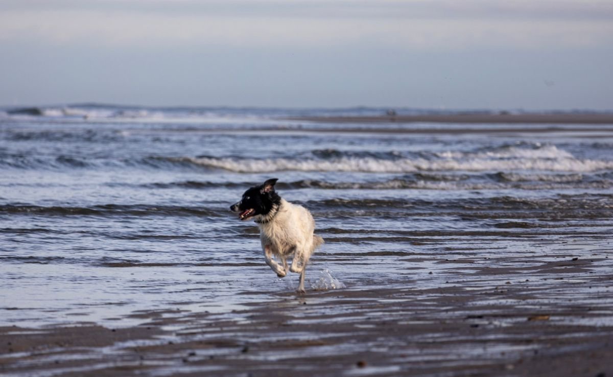 Dog running through the surf on a wide Irish beach