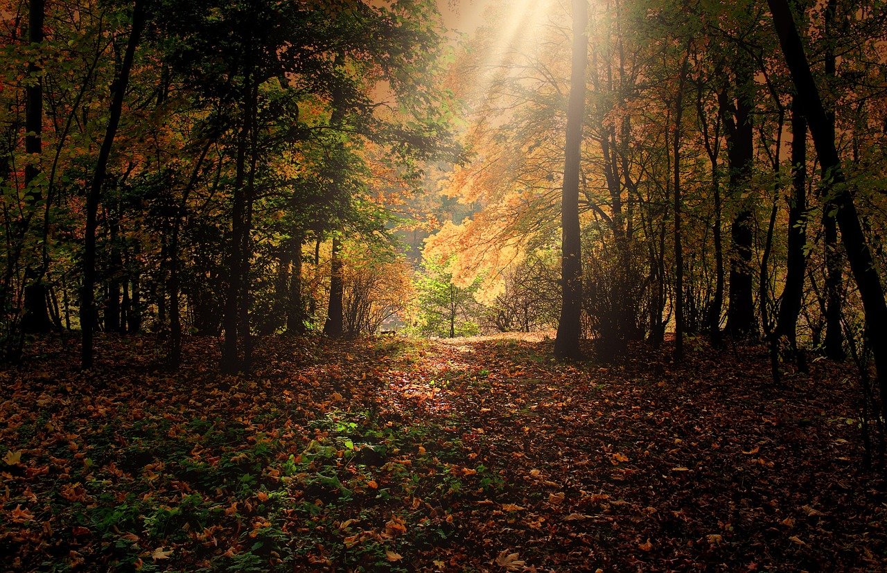 Autumn woodland with sunlight through the trees and leaves on the ground